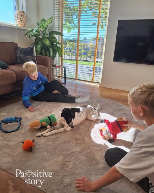 Sweetie rests on the floor with her new family.