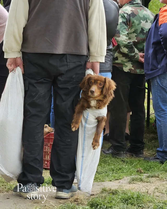 Illustrative dog photograph; a temporary image to replace later.