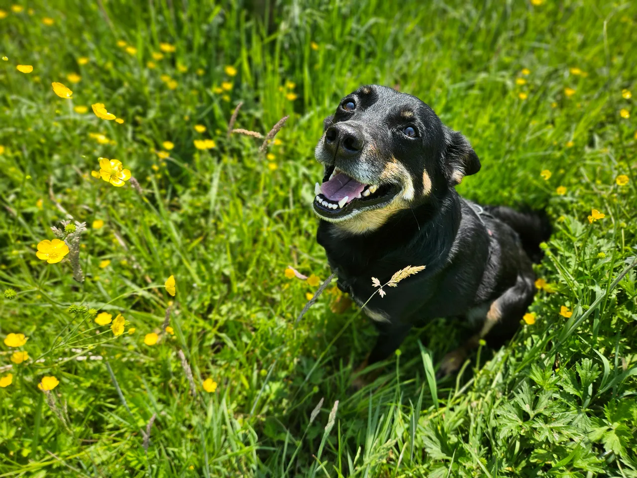 A black dog looks up among grass and yellow flowers.