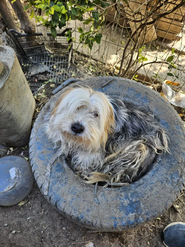 Illustrative dog photograph; a temporary image to replace later.