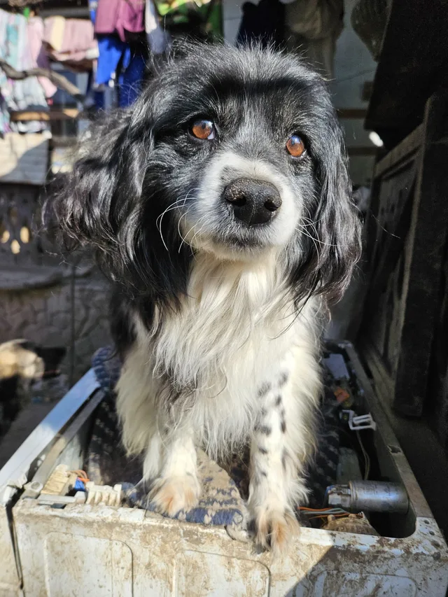 Illustrative dog photograph; a temporary image to replace later.