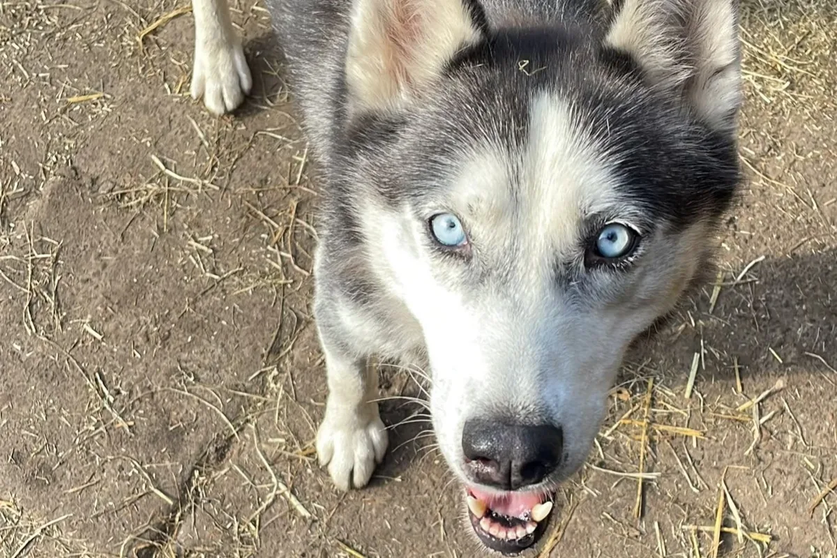 Luna, foto 5.